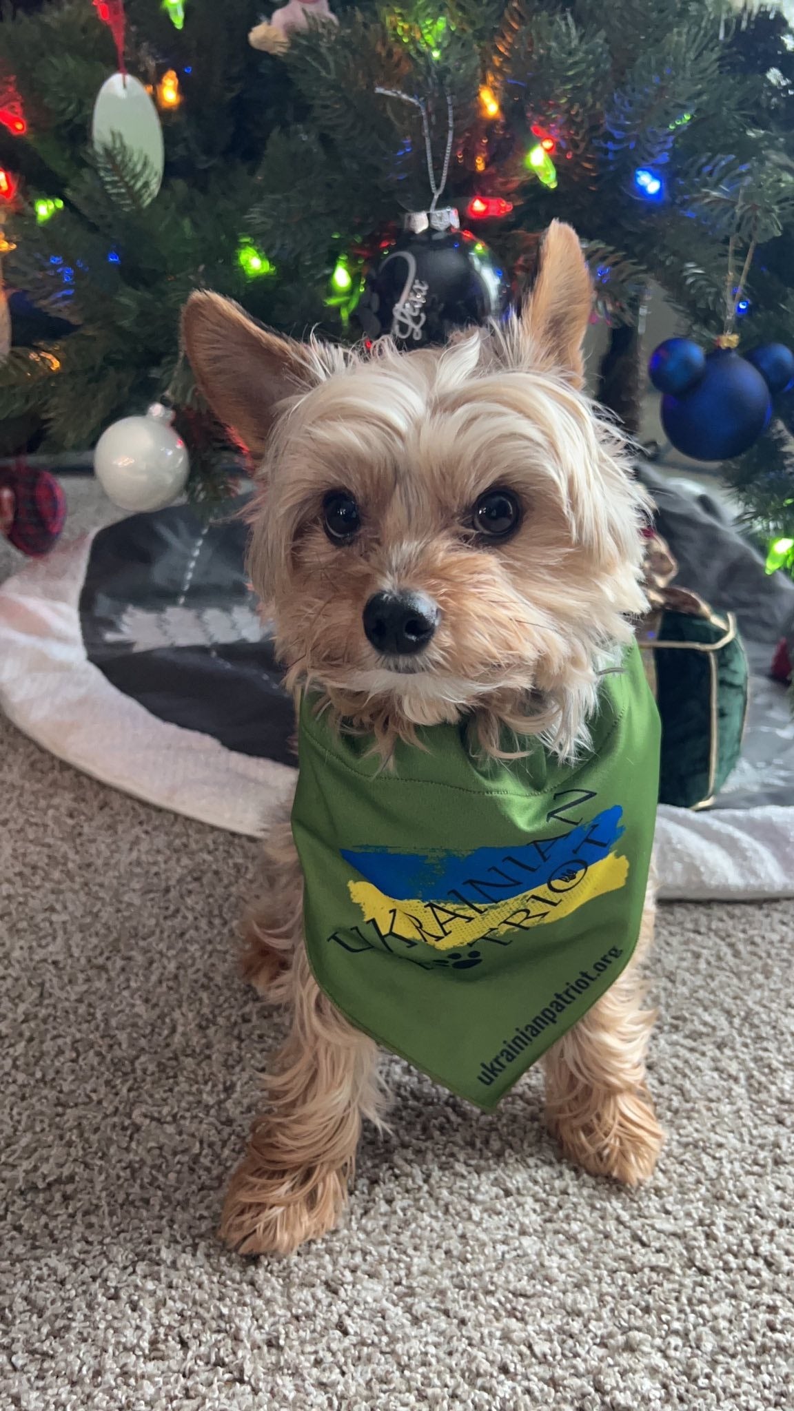 Ukrainian Pawtriot Pet Bandana